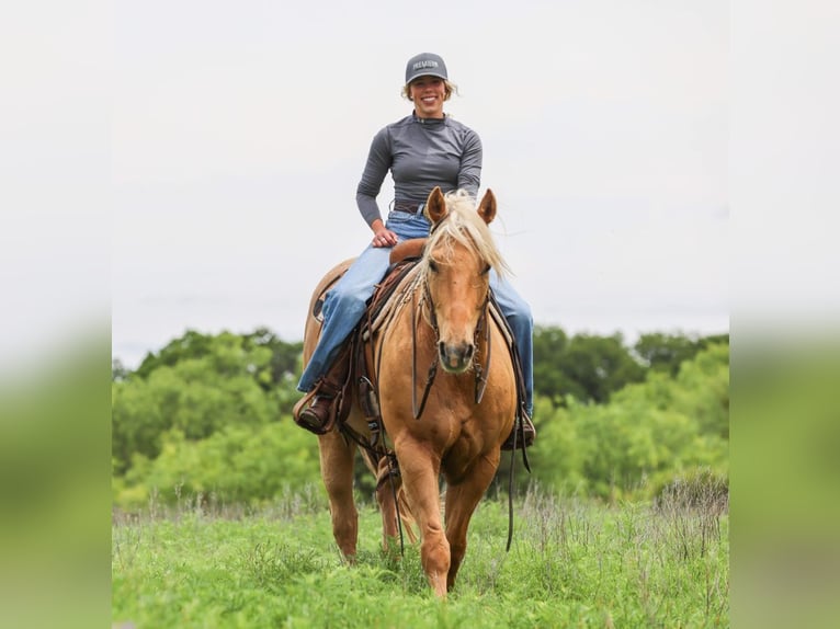 American Quarter Horse Wałach 6 lat Izabelowata in Ranger