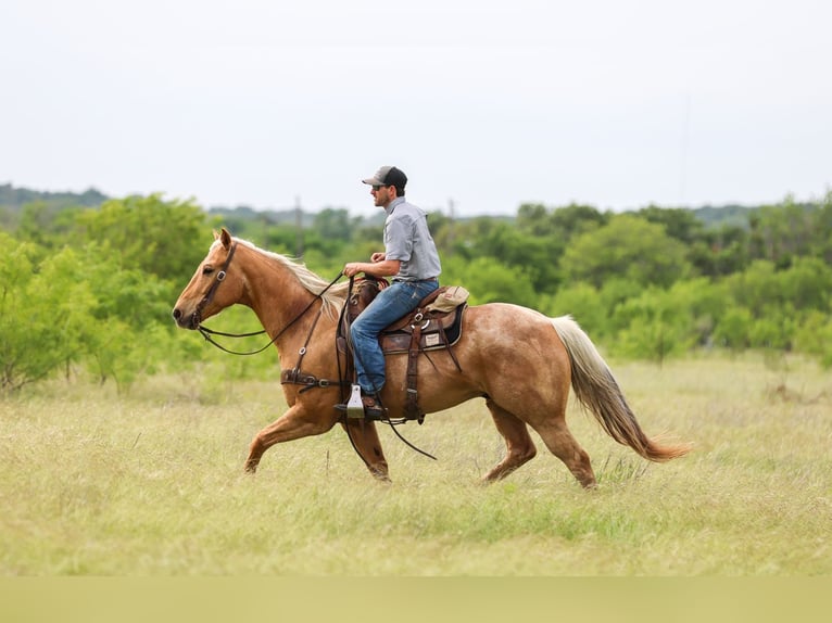 American Quarter Horse Wałach 6 lat Izabelowata in Ranger