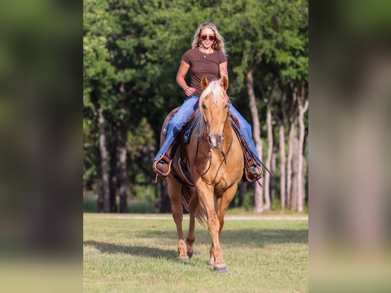 American Quarter Horse Wałach 6 lat Izabelowata in Ranger