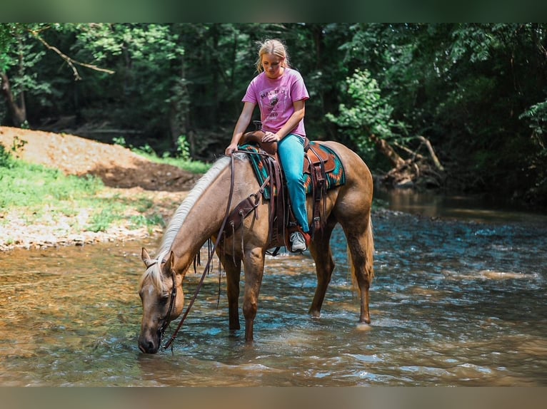 American Quarter Horse Wałach 6 lat Izabelowata in Santa Fe