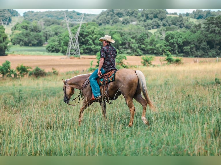 American Quarter Horse Wałach 6 lat Izabelowata in Santa Fe