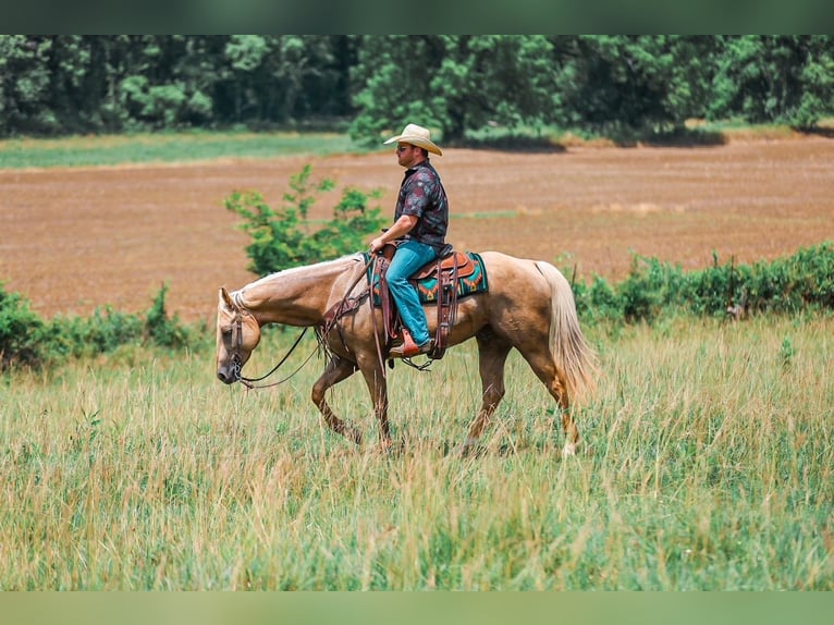 American Quarter Horse Wałach 6 lat Izabelowata in Santa Fe