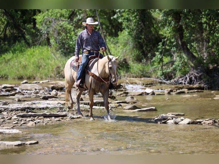 American Quarter Horse Wałach 6 lat Izabelowata in Stephenville