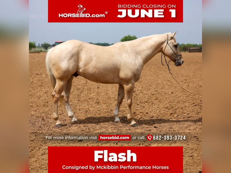 American Quarter Horse Wałach 6 lat Izabelowata in Stephenville