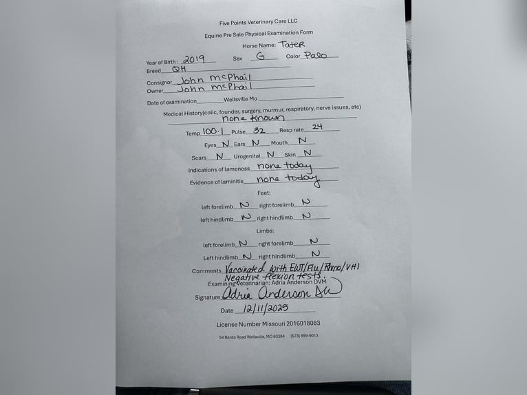 American Quarter Horse Wałach 6 lat Izabelowata in Lisbon