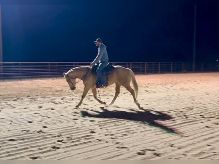 American Quarter Horse Wałach 6 lat Izabelowata in Lisbon