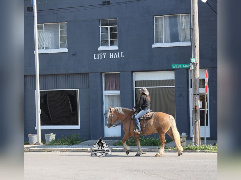 American Quarter Horse Wałach 6 lat Izabelowata in Mount Vernon