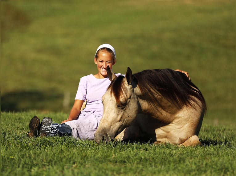 American Quarter Horse Mix Wałach 6 lat Jelenia in Millersburg oh