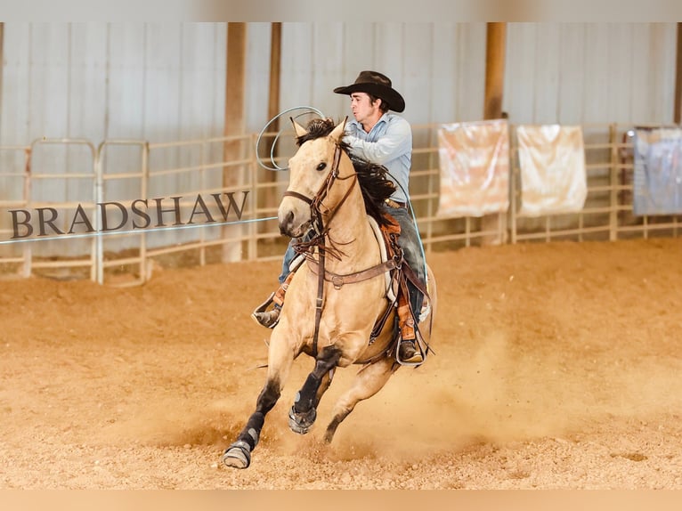 American Quarter Horse Wałach 6 lat Jelenia in Killeen