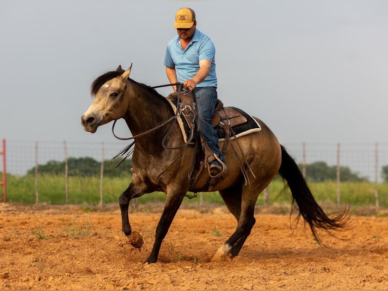 American Quarter Horse Wałach 6 lat Jelenia in Troy
