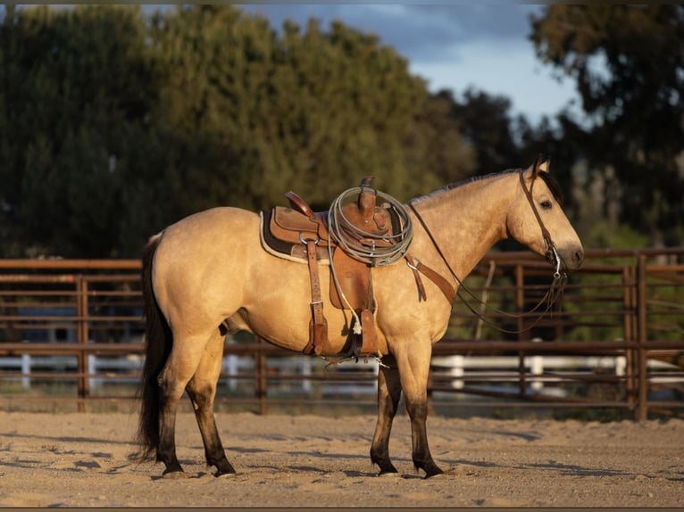 American Quarter Horse Wałach 6 lat Jelenia in San Luis Obispo