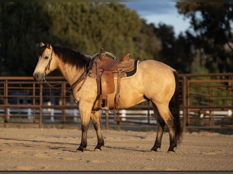 American Quarter Horse Wałach 6 lat Jelenia in San Luis Obispo