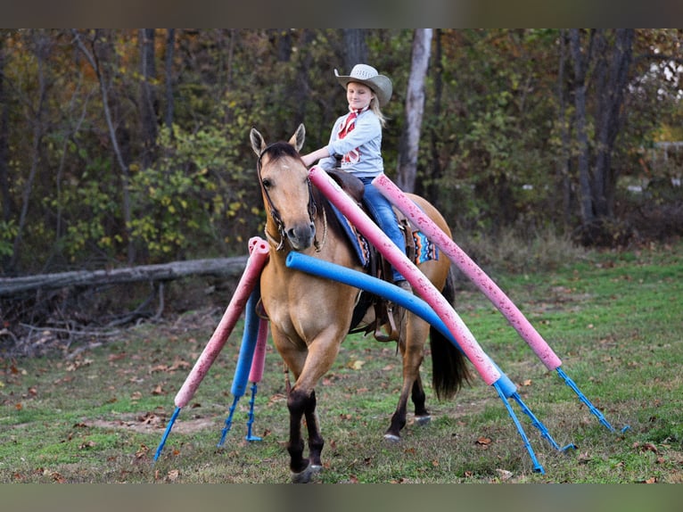 American Quarter Horse Wałach 6 lat Jelenia in Sedalia