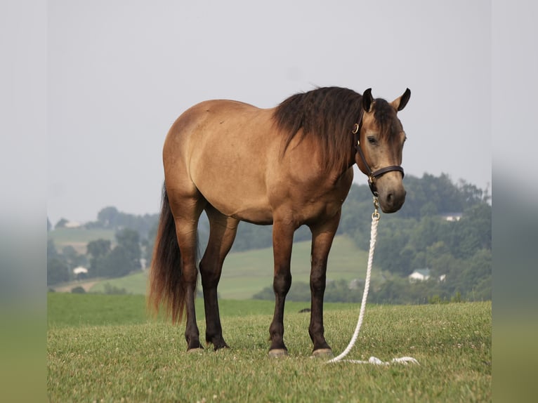 American Quarter Horse Wałach 6 lat Jelenia in Fresno