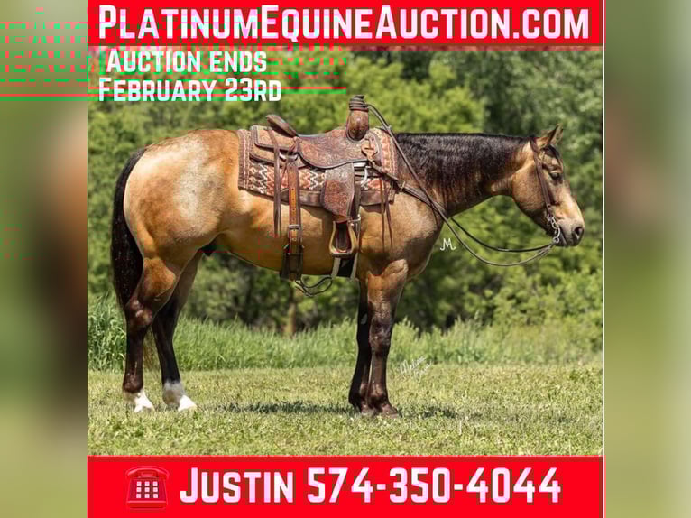 American Quarter Horse Wałach 6 lat Jelenia in River Falls Wi