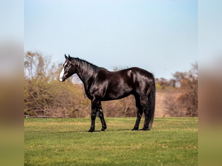American Quarter Horse Wałach 6 lat Kara in Waco