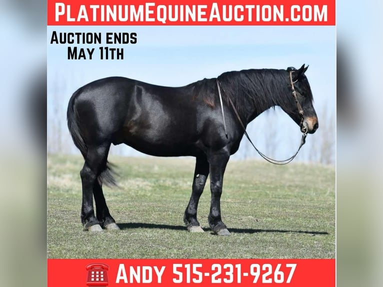 American Quarter Horse Wałach 6 lat Kara in Joice IA