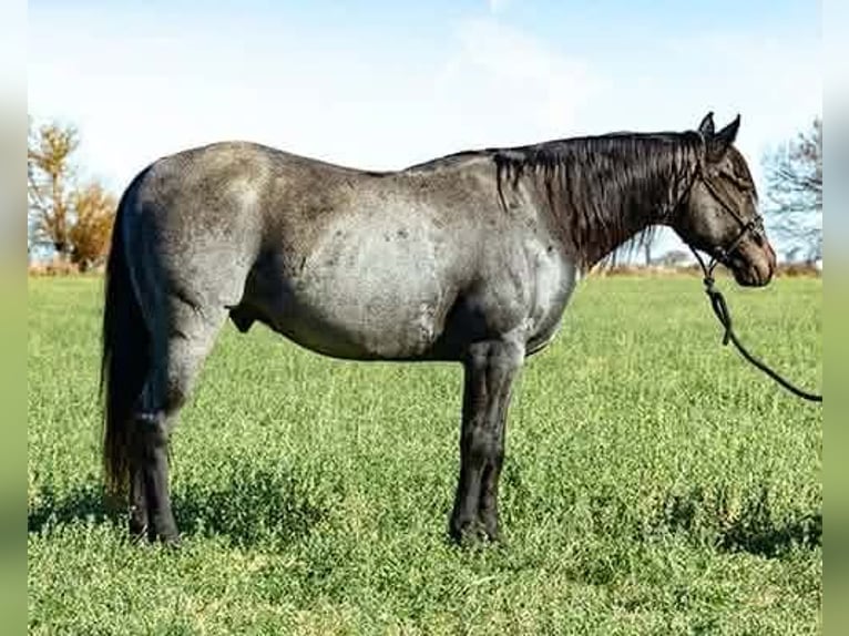 American Quarter Horse Wałach 6 lat Karodereszowata in Princeville