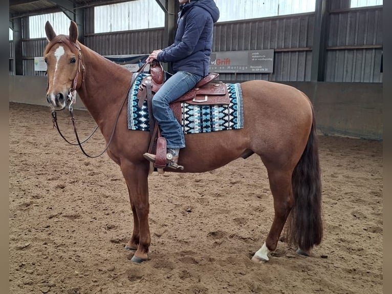 American Quarter Horse Wałach 6 lat Kasztanowata in Woudenberg