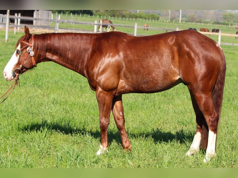 American Quarter Horse Wałach 6 lat Kasztanowata in ISZKASZENTGY&#xD6;RGY