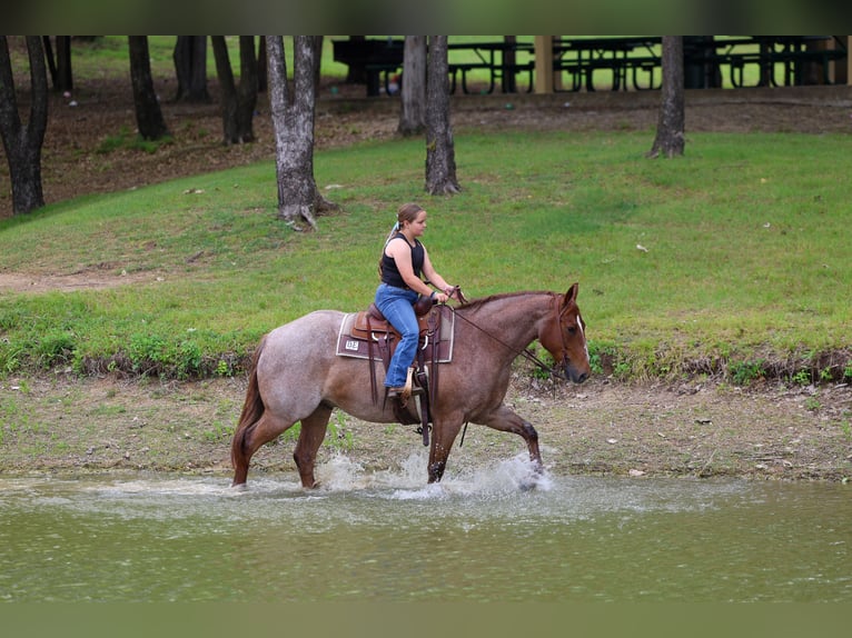 American Quarter Horse Wałach 6 lat Kasztanowatodereszowata in Forney