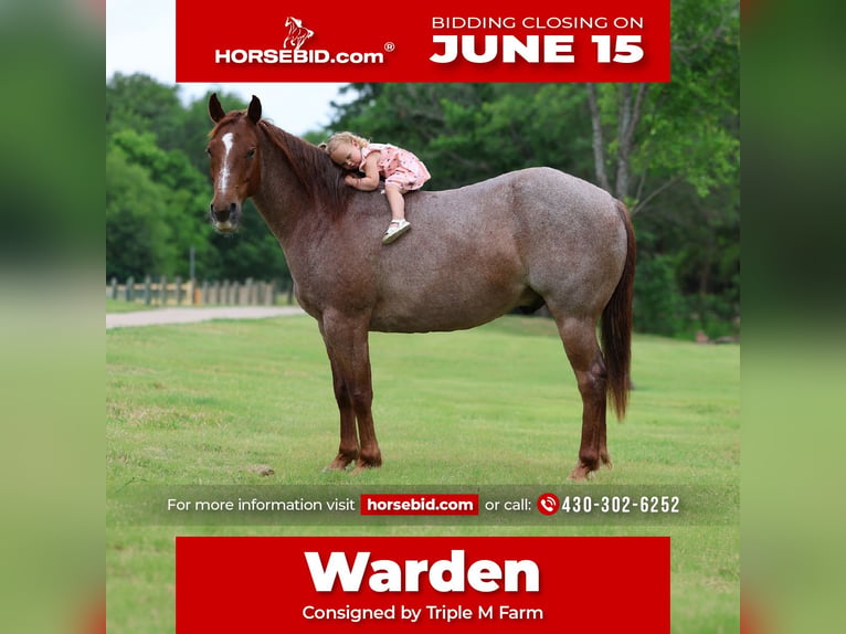 American Quarter Horse Wałach 6 lat Kasztanowatodereszowata in Forney