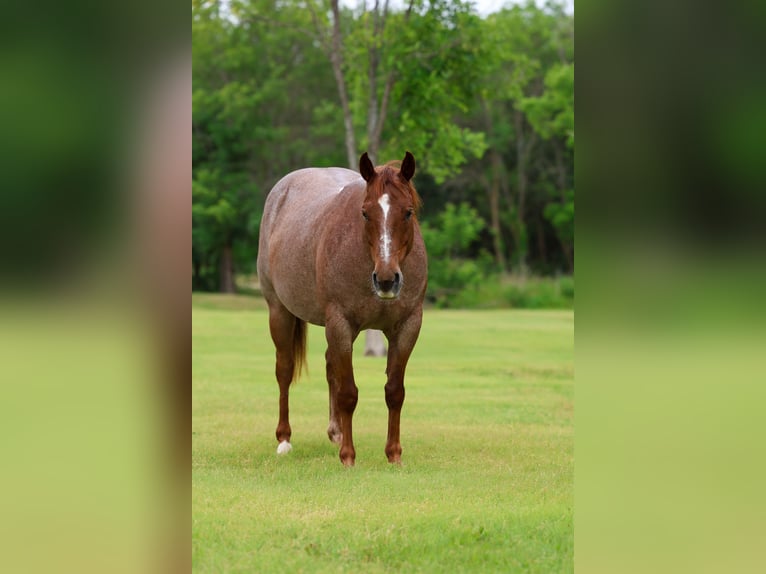 American Quarter Horse Wałach 6 lat Kasztanowatodereszowata in Forney