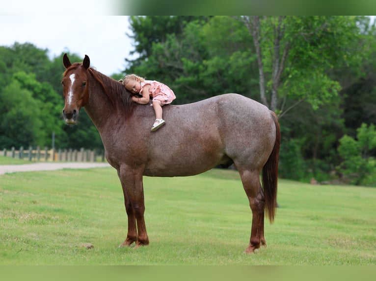 American Quarter Horse Wałach 6 lat Kasztanowatodereszowata in Forney