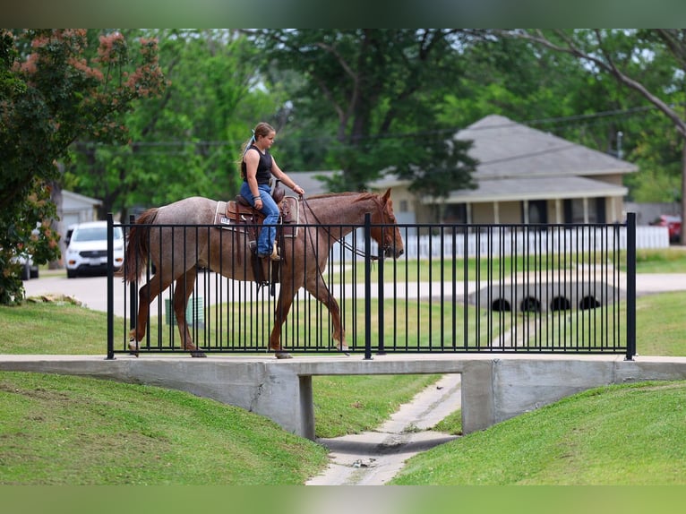 American Quarter Horse Wałach 6 lat Kasztanowatodereszowata in Forney