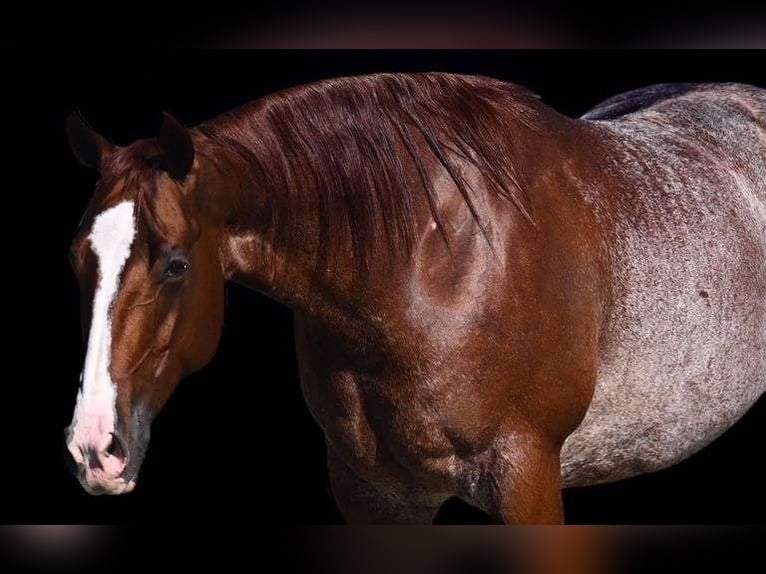 American Quarter Horse Wałach 6 lat Kasztanowatodereszowata in Waco