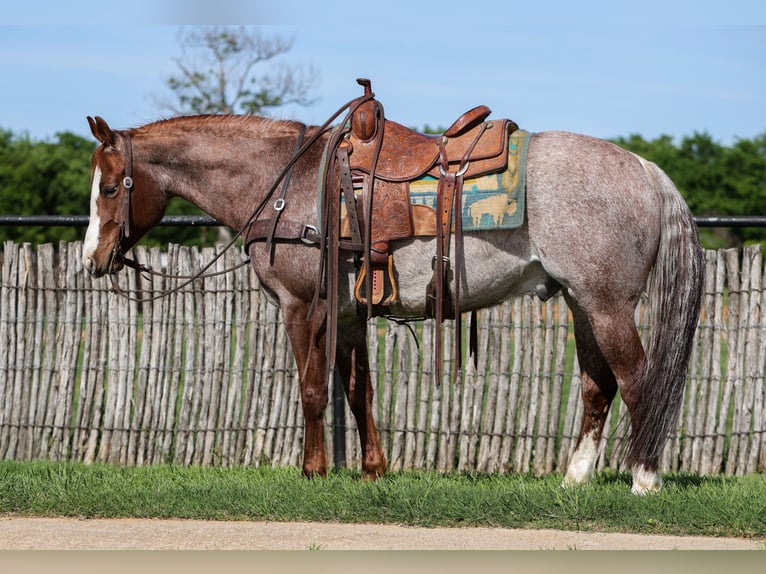 American Quarter Horse Wałach 6 lat Kasztanowatodereszowata in Rusk