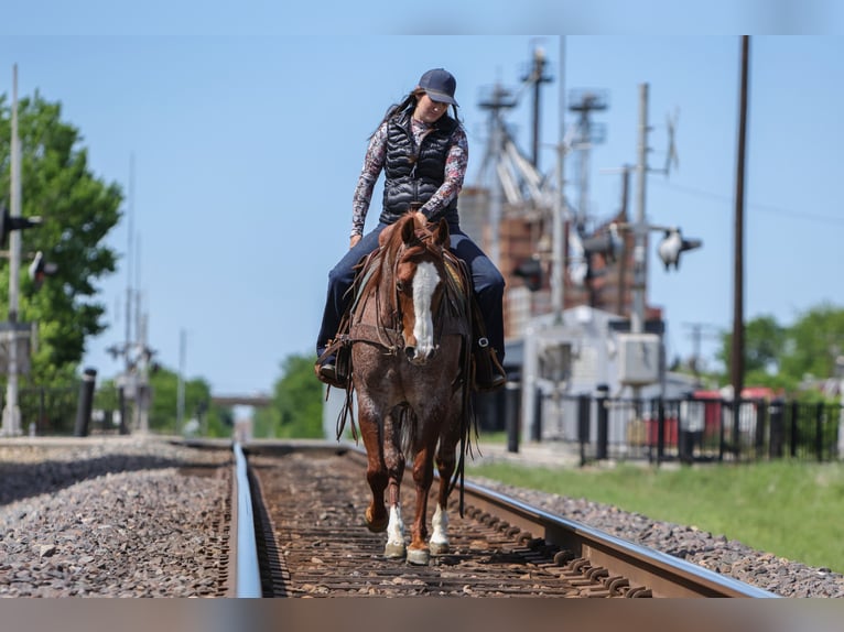 American Quarter Horse Wałach 6 lat Kasztanowatodereszowata in Rusk