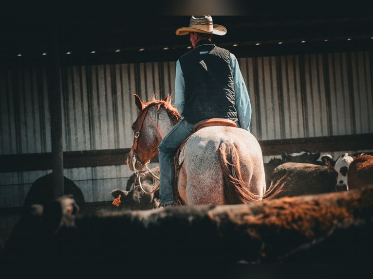 American Quarter Horse Wałach 6 lat Kasztanowatodereszowata in Amarillo