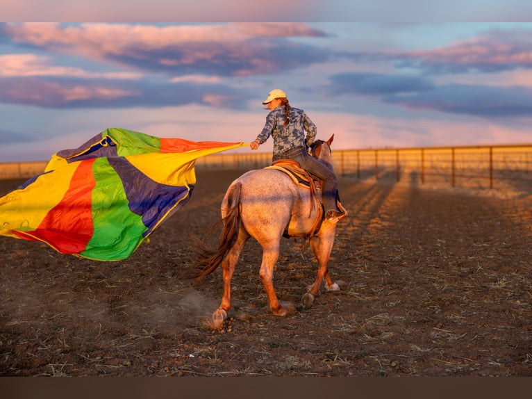 American Quarter Horse Wałach 6 lat Kasztanowatodereszowata in Amarillo