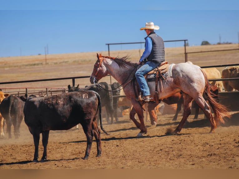 American Quarter Horse Wałach 6 lat Kasztanowatodereszowata in Amarillo