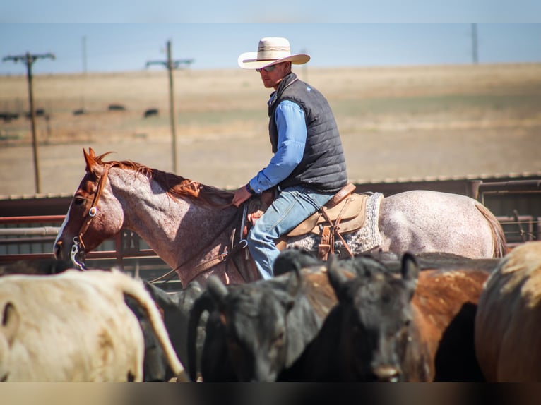 American Quarter Horse Wałach 6 lat Kasztanowatodereszowata in Amarillo