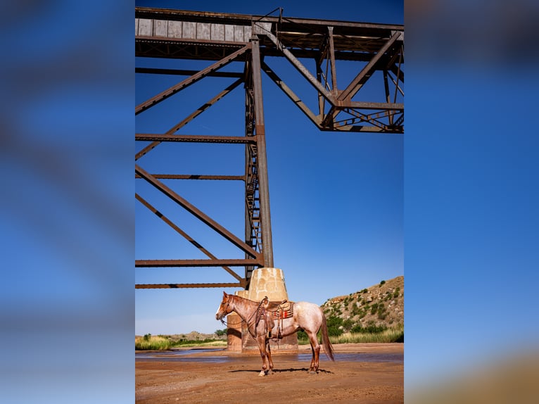 American Quarter Horse Wałach 6 lat Kasztanowatodereszowata in Amarillo