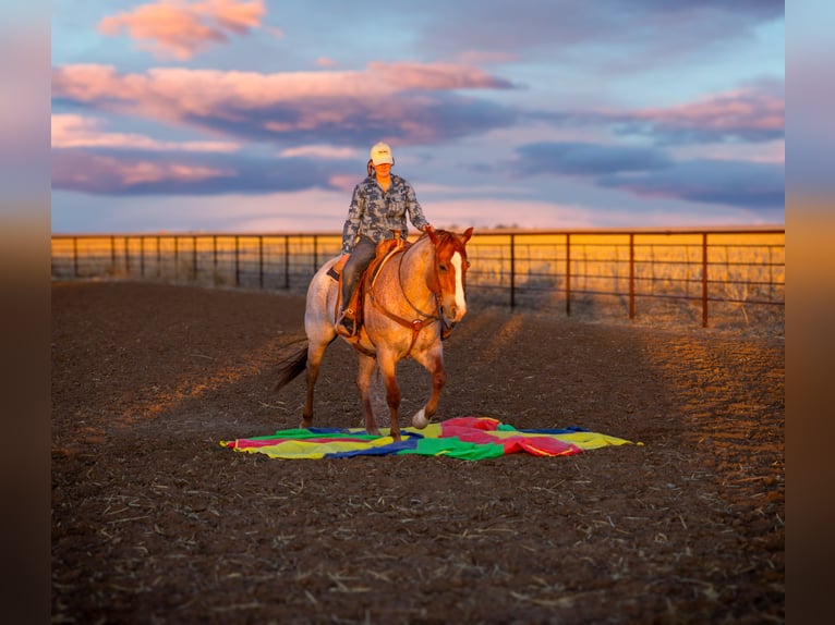 American Quarter Horse Wałach 6 lat Kasztanowatodereszowata in Amarillo