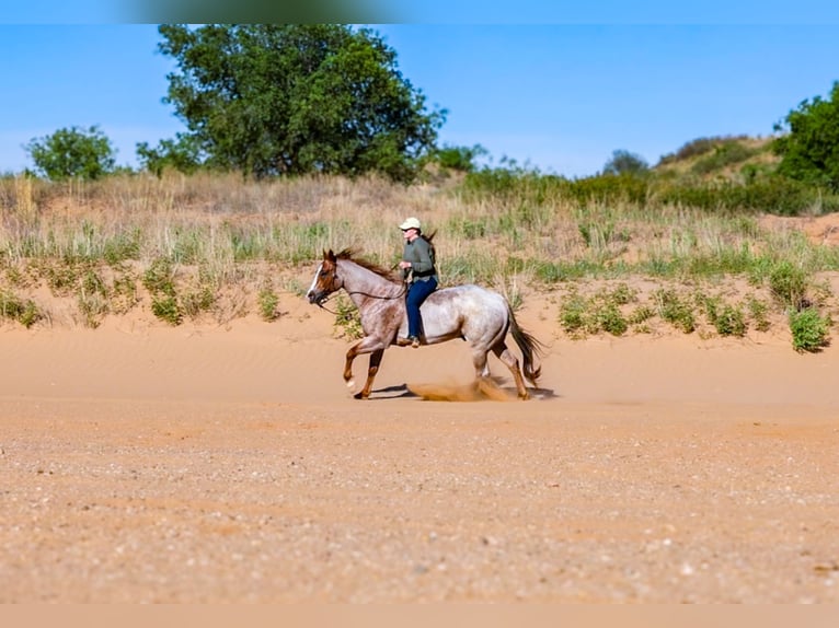 American Quarter Horse Wałach 6 lat Kasztanowatodereszowata in Amarillo