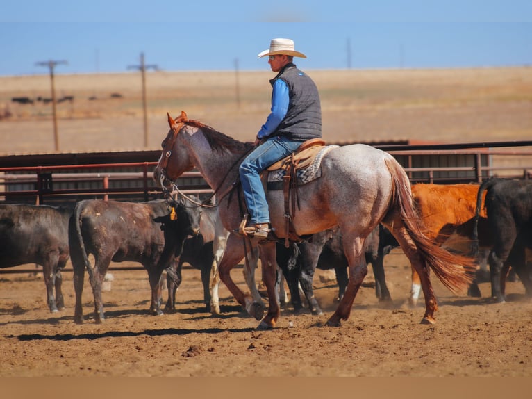 American Quarter Horse Wałach 6 lat Kasztanowatodereszowata in Amarillo