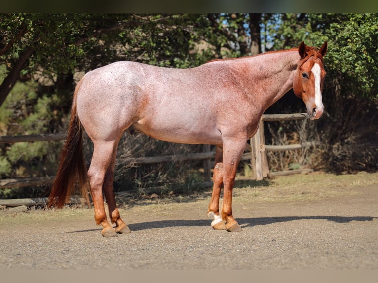 American Quarter Horse Wałach 6 lat Kasztanowatodereszowata in Amarillo