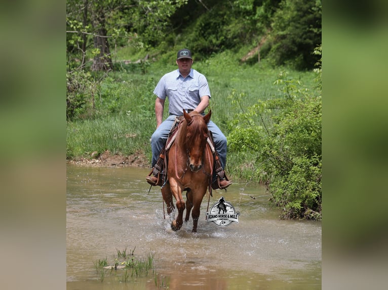 American Quarter Horse Wałach 6 lat Kasztanowatodereszowata in Mount Vernon, KY