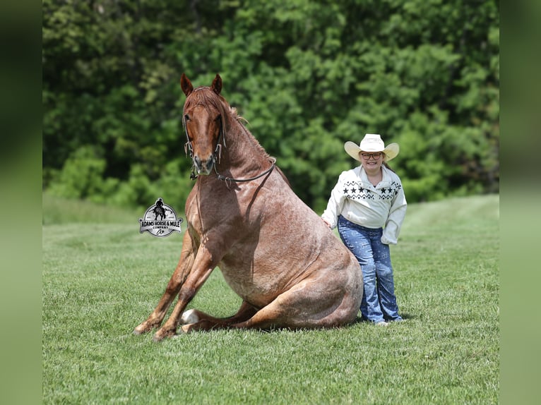 American Quarter Horse Wałach 6 lat Kasztanowatodereszowata in Mount Vernon, KY