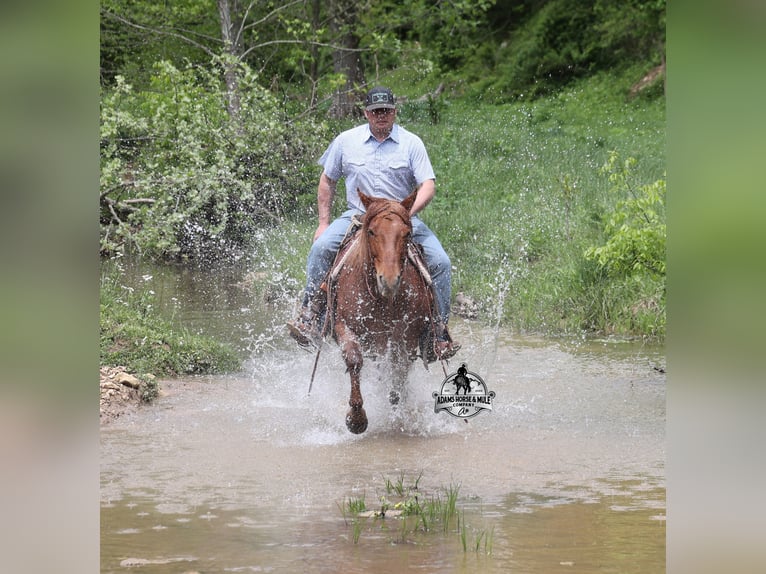 American Quarter Horse Wałach 6 lat Kasztanowatodereszowata in Mount Vernon, KY