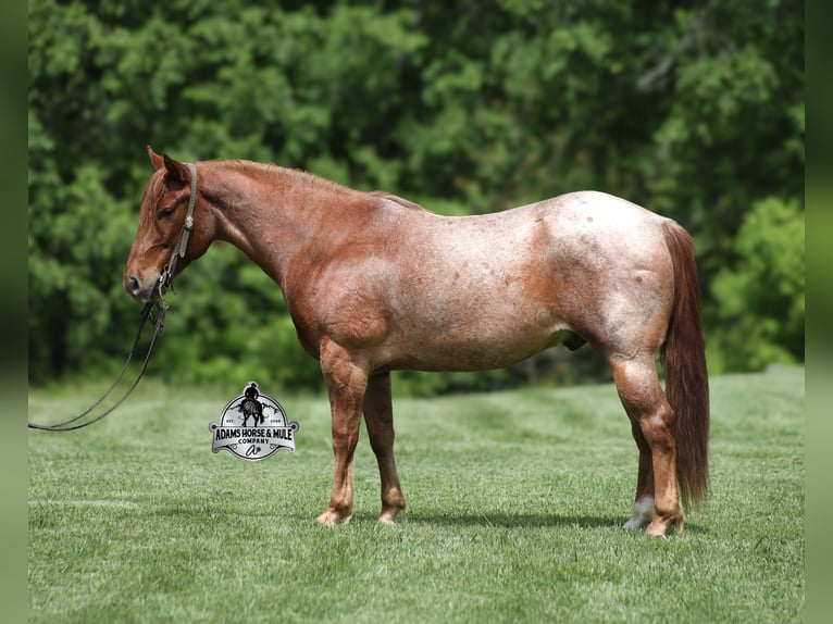 American Quarter Horse Wałach 6 lat Kasztanowatodereszowata in Mount Vernon, KY