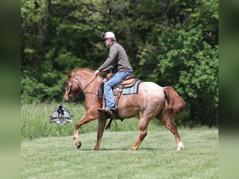 American Quarter Horse Wałach 6 lat Kasztanowatodereszowata in Mount Vernon, KY