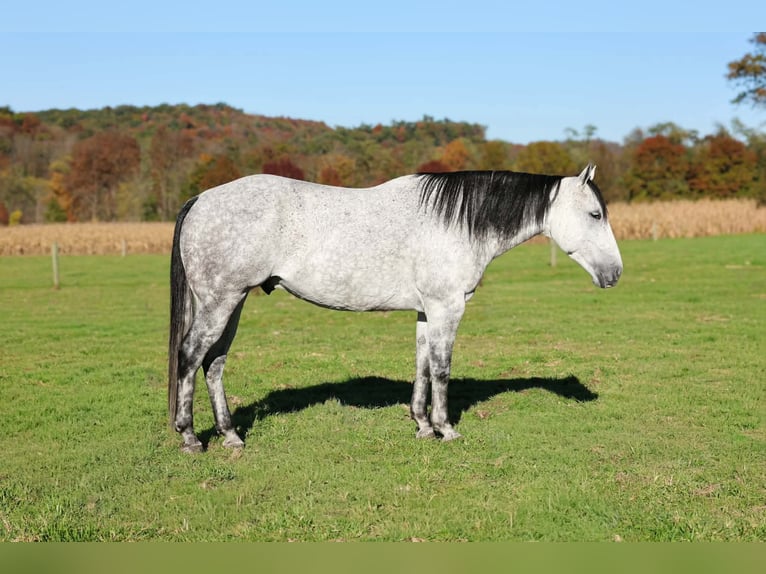 American Quarter Horse Wałach 6 lat Siwa jabłkowita in Beaver Springs