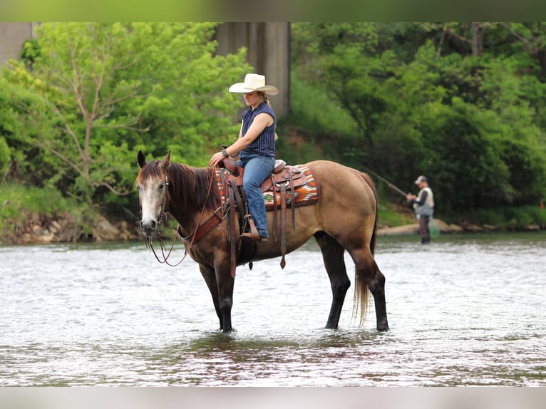 American Quarter Horse Wałach 6 lat Siwa in Clarion