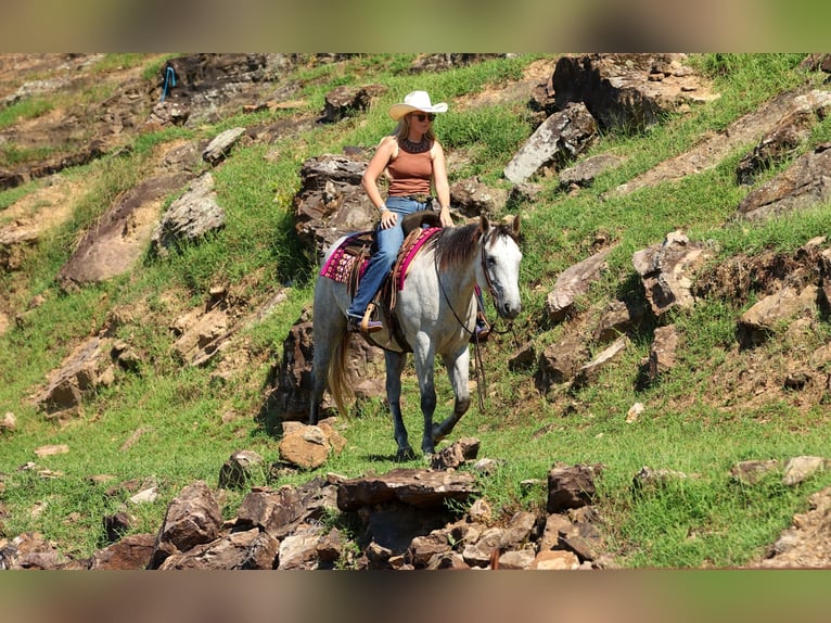 American Quarter Horse Wałach 6 lat Siwa in Quitman