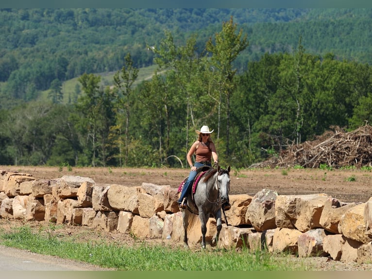American Quarter Horse Wałach 6 lat Siwa in Quitman
